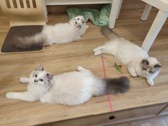 -滚猫咖啡·猫咖·猫友好撸猫(未来城店)