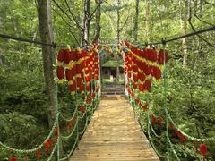 -五营红松林海景区