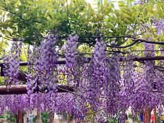 -尹兰楼西北风情餐厅(嘉定店)