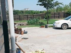 -南汇新场正宗水蜜桃采摘