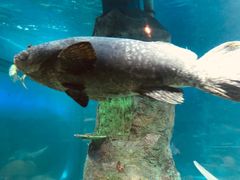 -悉尼海洋生物水族馆