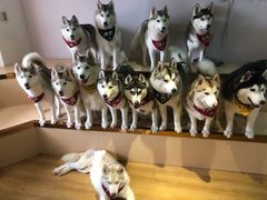 -Husky Go! 哈士奇体验馆·宠物咖啡厅狗咖