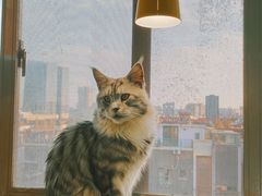 -猫在这儿猫咪咖啡馆·撸猫馆