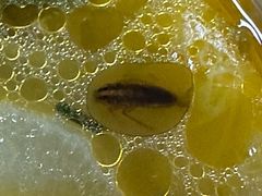 -常来老白莲鹅饭店(老城店)