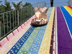 -上海都市菜园