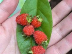 -铁山坪森林公园