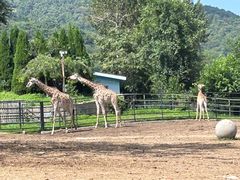 -大连森林动物园