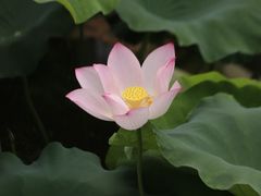 -红山村