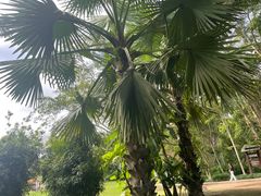 -中国科学院西双版纳热带植物园