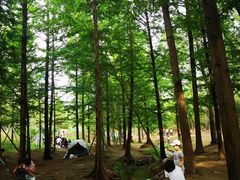 -白水寺森林公园