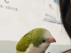 -青石桥花鸟鱼虫市场(叠翠城店)