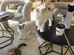 -藏猫猫咖啡主题馆(中央大道店)