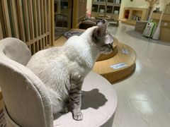 -猫和宫(六道口店)