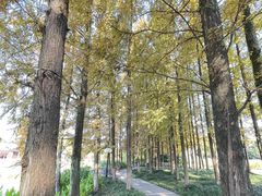 -江心屿景区