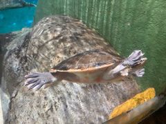 -上海海洋水族馆