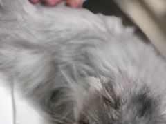 -飞行喵MR PILOT|猫舍·猫咖(静安大融城店)