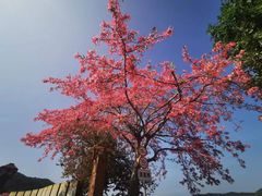 -风云岭森林公园