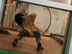 -Husky Go! 哈士奇体验馆·宠物咖啡厅狗咖