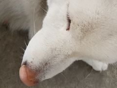 -柴犬高等学院·狗咖·柴犬售卖·宠物训练