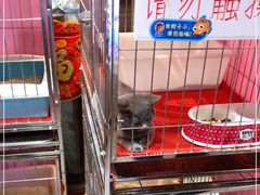-宝鸡东道花鸟鱼虫市场(吉利花园商场店)