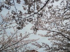 -高东镇樱花园