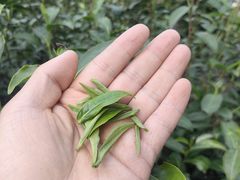 -大唐贡茶院