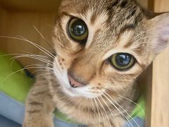 -瑞派动物医院·猫专科·至诚(江南中分院)