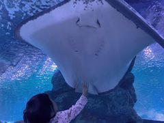 -西安曲江海洋极地公园