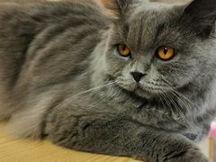 -猫和宫(六道口店)