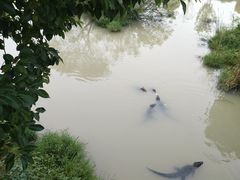-中国扬子鳄村