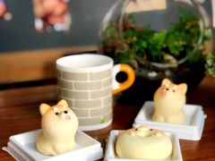 -柴犬高等学院·狗咖·柴犬售卖·宠物训练