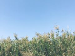 -大湾区中央湿地公园