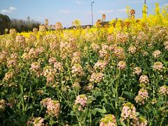 -中国天府农业博览园