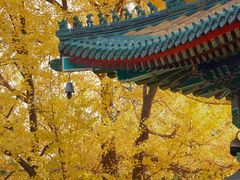 -香山公园