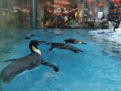 -帝企鹅自助餐厅•儿童岛•真企鹅(长隆企鹅酒店)