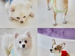 -怪兽屋·羊驼·猫咖·狗咖(俊华广场店)