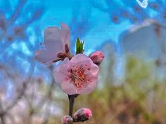 -新虹桥中心花园