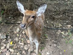 -大连森林动物园