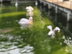 -成都动物园