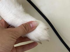 -特一安24小时宠物医院·骨科·中兽医