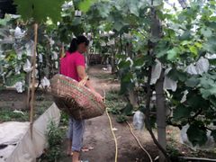 -马陆小张葡萄园农家乐