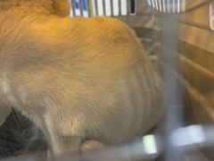 -博特宠物医院24h犬猫全科.骨科·异宠