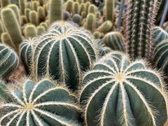 -深圳仙湖植物园