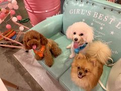 -百好乐宠物友好餐厅(朝外大街店)