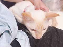 -守诺宠物医院·眼科· 特色牙科·异宠专科(虹口店)