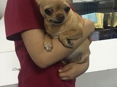 -瑞派·关忠动物医院·异宠专科·犬猫肿瘤·皮肤专科(望京店)