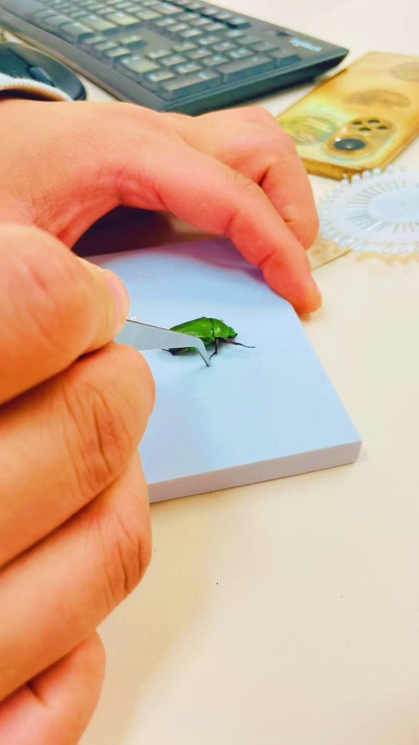 亲手制作昆虫标本