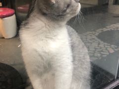 -洪馨椰子