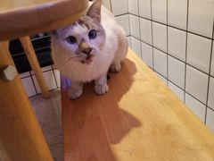 -龚海宝· 烧烤· 羊肉原切挂糊更好吃(庄市店)