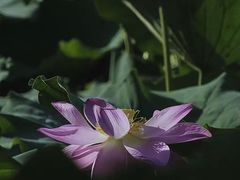 -莫愁湖公园